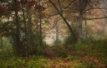 Картинка природа лес осень