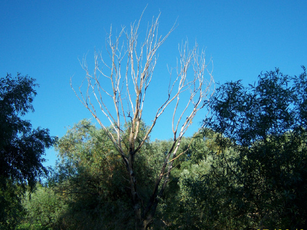 Обои картинки фото природа, деревья