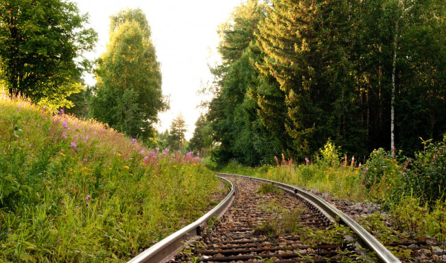 Обои картинки фото природа, дороги, лес, трава, цветы, рельсы, шпалы
