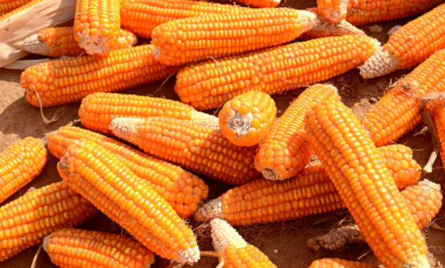 Обои картинки фото еда, кукуруза, початки