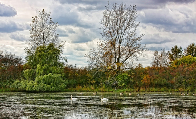 Обои картинки фото природа, реки, озера, лес, озеро, водоросли, птицы