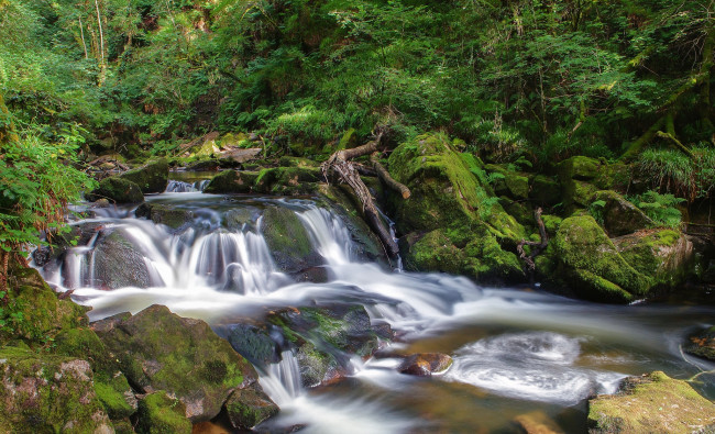 Обои картинки фото природа, реки, озера, лес, река, камни, пороги, трава, мох