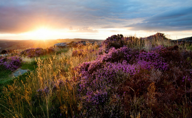 Обои картинки фото природа, восходы, закаты, поле, трава, цветы, облака, сияние, свет