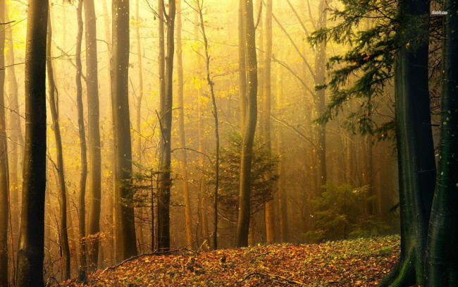 Обои картинки фото природа, лес, деревья