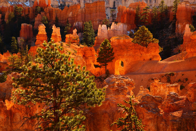 Обои картинки фото bryce, canyon, national, park, utah, природа, горы, ели