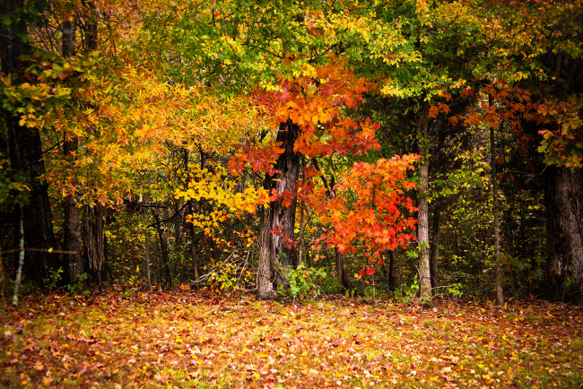 Обои картинки фото природа, лес, деревья, листва