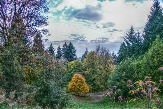 Обои картинки фото природа, лес, осень, трава, кусты, цветы, заросли