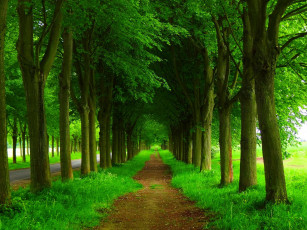 Картинка природа дороги nature spring forest park trees road path walk деревья дорога лес парк весна