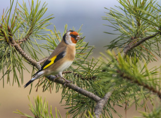 Картинка животные птицы птица ветки