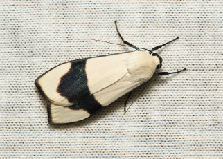 Картинка животные бабочки +мотыльки +моли крылья моль вязаное полотно itchydogimages макро