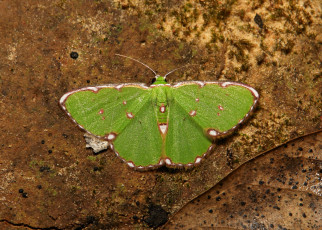 Картинка животные бабочки +мотыльки +моли макро зелёный мотылёк itchydogimages насекомое