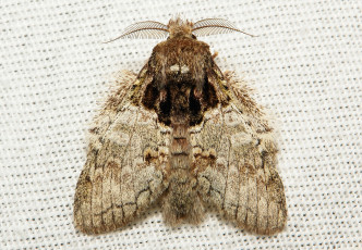 Картинка животные бабочки +мотыльки +моли вязанное макро усики крылья моль полотно узор itchydogimages