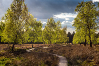 Картинка природа дороги лес мостки поле