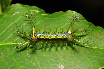 Картинка животные гусеницы лист гусеница макро itchydogimages