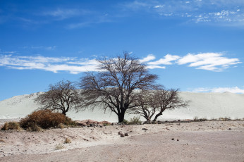 Картинка природа деревья облака небо утро пейзаж igor galarza