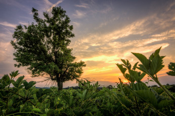 Картинка природа деревья трава поле заря дерево
