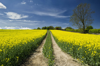 Картинка природа дороги поле цветы тракт
