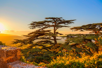 Картинка природа восходы закаты свет сосны горы