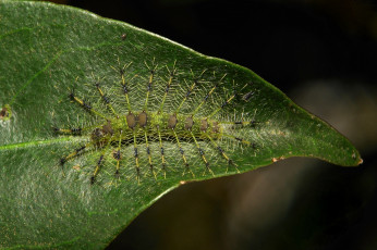 Картинка животные гусеницы itchydogimages макро лист гусеница