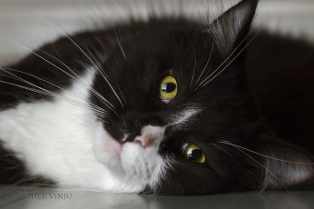 Картинка животные коты взгляд коте киса усы портрет