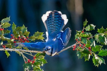 Картинка животные птицы птица остролист листья растение