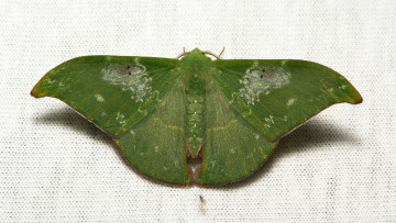 Картинка животные бабочки +мотыльки +моли макро itchydogimages мотылёк насекомое