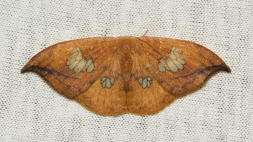 Картинка животные бабочки +мотыльки +моли насекомое макро itchydogimages мотылёк