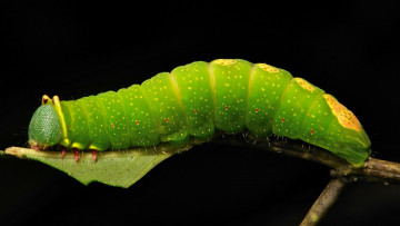 Картинка животные гусеницы макро гусеница листья веточка itchydogimages