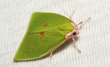 Картинка животные бабочки +мотыльки +моли зелёная моль крылья макро itchydogimages