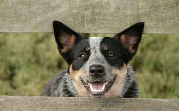 Картинка животные собаки взгляд собака