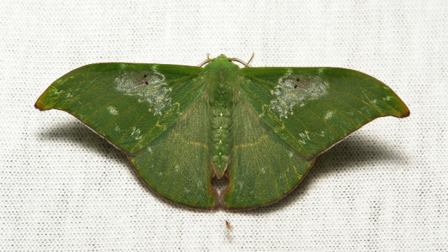 Обои картинки фото животные, бабочки,  мотыльки,  моли, макро, itchydogimages, мотылёк, насекомое