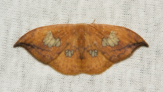 Обои картинки фото животные, бабочки,  мотыльки,  моли, насекомое, макро, itchydogimages, мотылёк