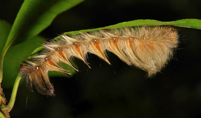 Обои картинки фото животные, гусеницы, гусеница, макро, itchydogimages, веточка