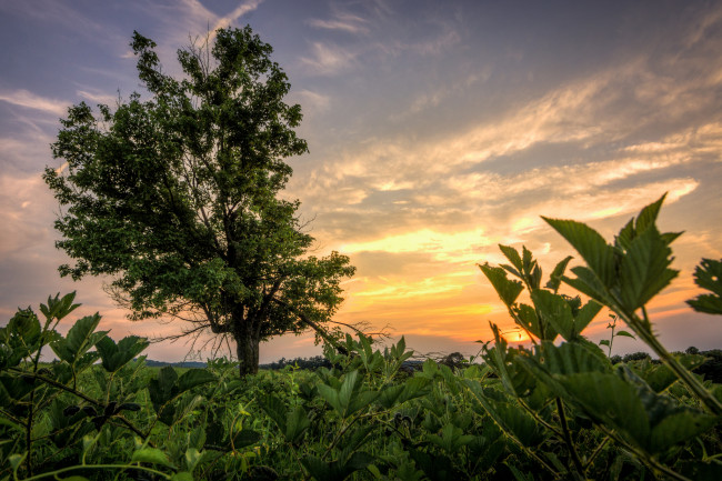 Обои картинки фото природа, деревья, трава, поле, заря, дерево