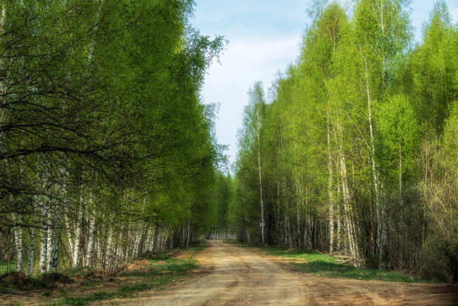 Обои картинки фото природа, дороги, дорога, лес