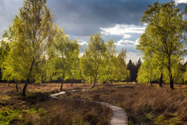 Обои картинки фото природа, дороги, лес, мостки, поле