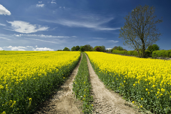 Обои картинки фото природа, дороги, поле, цветы, тракт
