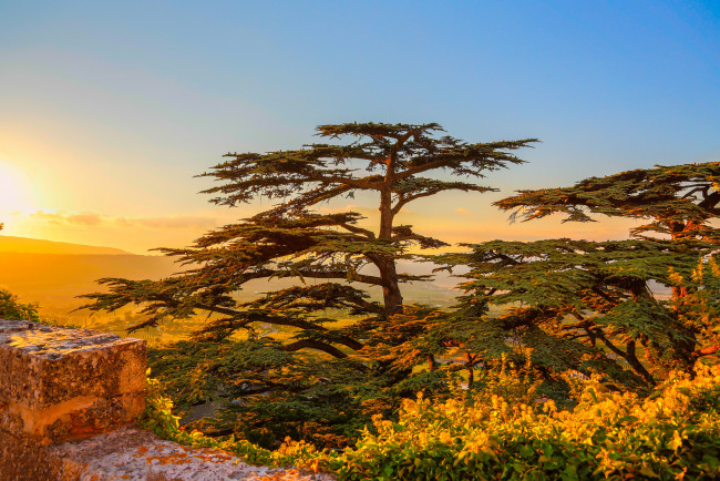 Обои картинки фото природа, восходы, закаты, свет, сосны, горы