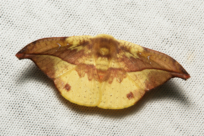 Обои картинки фото животные, бабочки,  мотыльки,  моли, насекомое, макро, мотылёк, itchydogimages