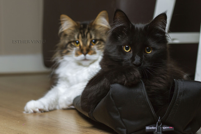 Обои картинки фото животные, коты, сумка, взгляд, пара