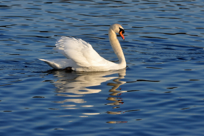 Обои картинки фото животные, лебеди, вода, плывёт, лебедь