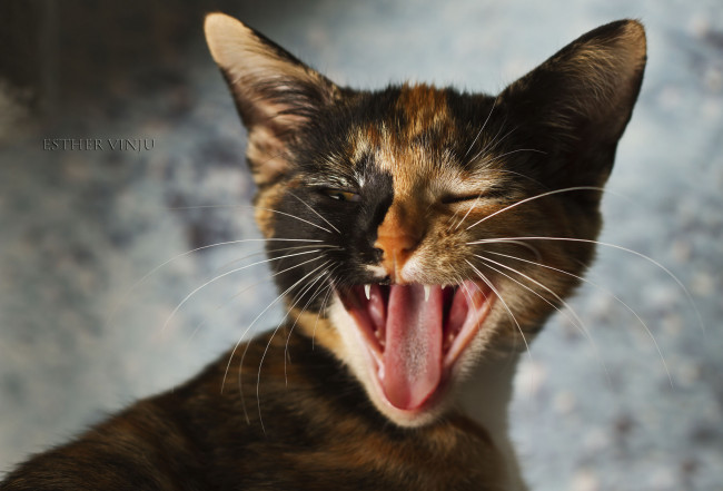 Обои картинки фото животные, коты, киса, зивает, трёхцветный, коте