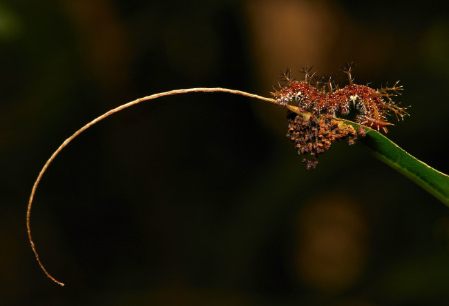 Обои картинки фото животные, гусеницы, фон, травинка, itchydogimages, гусеница, макро