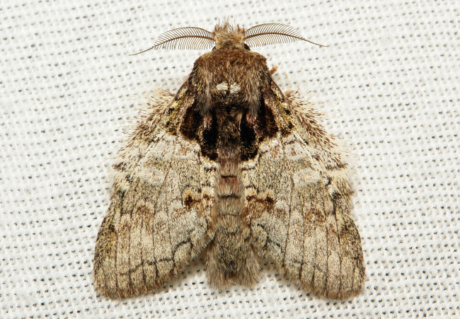 Обои картинки фото животные, бабочки,  мотыльки,  моли, вязанное, макро, усики, крылья, моль, полотно, узор, itchydogimages