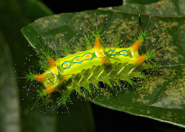 Обои картинки фото животные, гусеницы, лист, гусеница, макро, itchydogimages