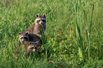 Картинка животные еноты трава луг трио