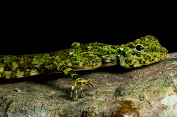 Картинка животные Ящерицы +игуаны +вараны ящерица чешуя