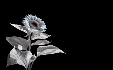 Картинка разное компьютерный+дизайн подсолнух