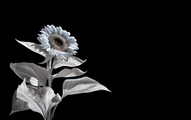 Обои картинки фото разное, компьютерный дизайн, подсолнух