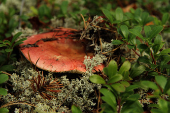 Картинка природа грибы сыроежка